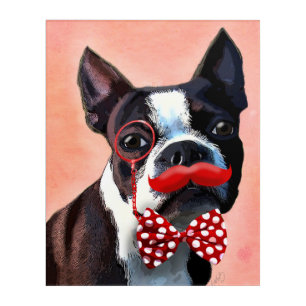 Boston Terrier Portrait with Red Bow Tie Acrylic Print