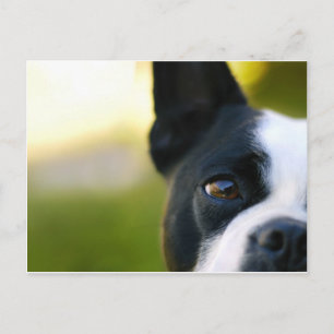 Boston Terrier Postcard
