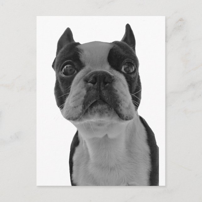 Boston terrier postcard (Front)
