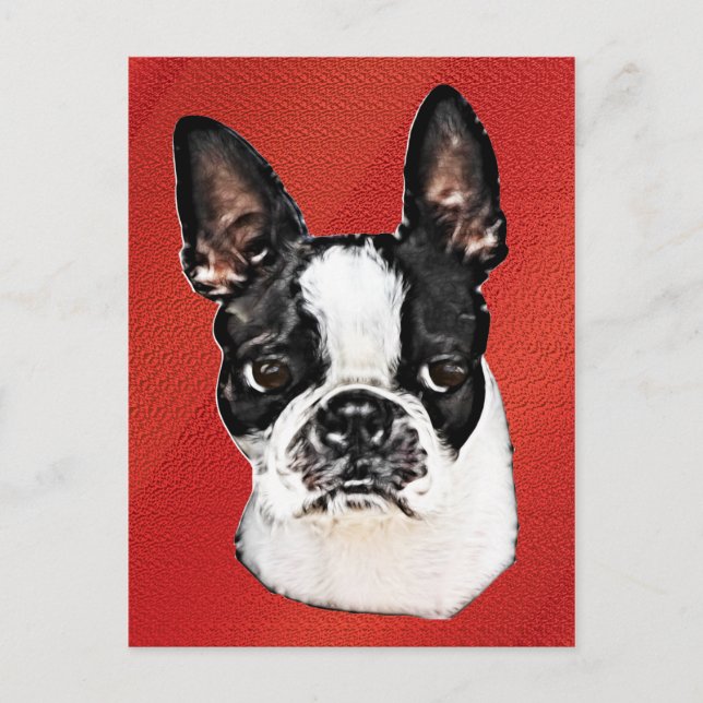 Boston Terrier Postcard (Front)