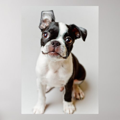 Boston Terrier Poster