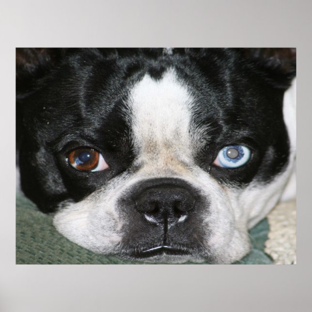 Boston Terrier Poster (Front)
