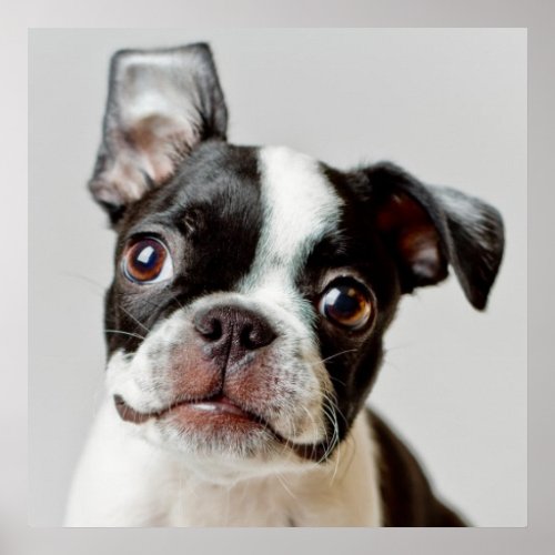 Boston Terrier Poster