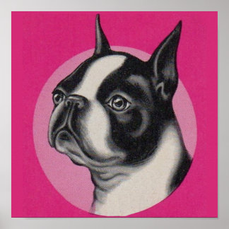 Boston terrier  poster