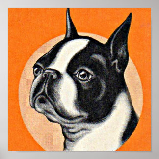  Boston terrier Poster