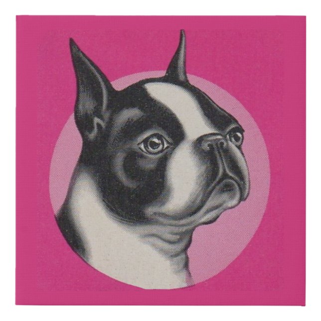 Boston terrier print (Front)