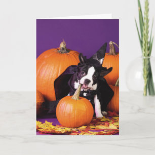Boston terrier pumpkin Halloween customizable card