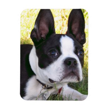 Boston Terrier Pup Flexible Magnet by DogPoundGifts at Zazzle
