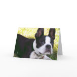 Boston Terrier Pup Greeting Card