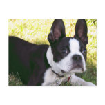Boston Terrier Pup Postcard