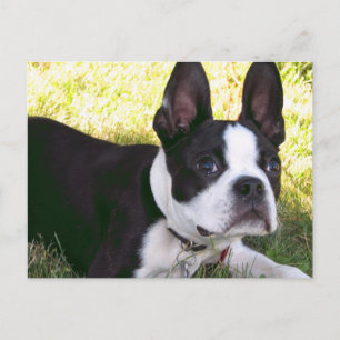 Boston Terrier Pup Postcard