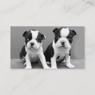 Boston Terrier puppies business cards