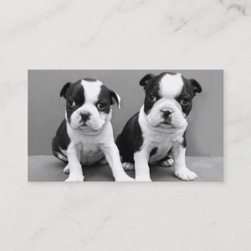 Boston Terrier puppies business cards