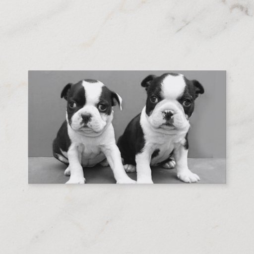 Customizable Boston Terrier puppies business cards