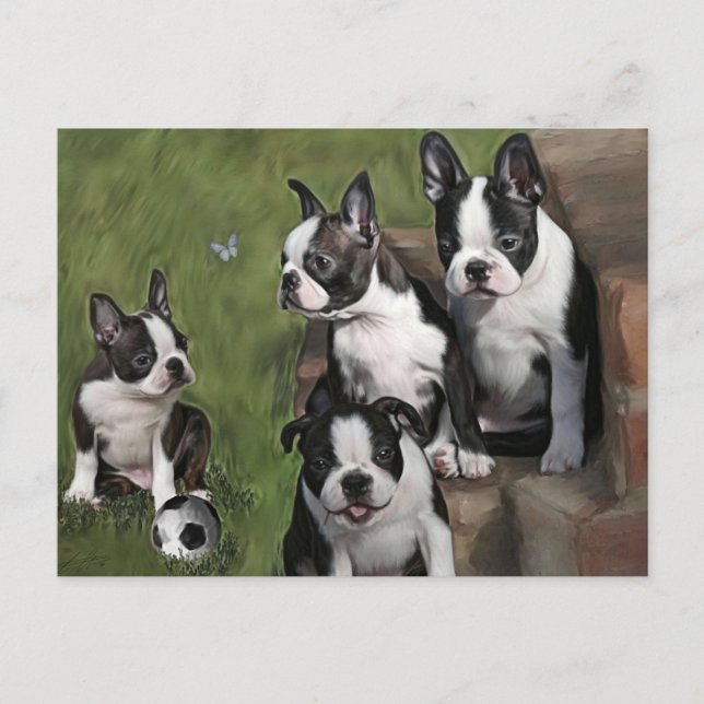 Boston Terrier Puppies Postcard (Front)