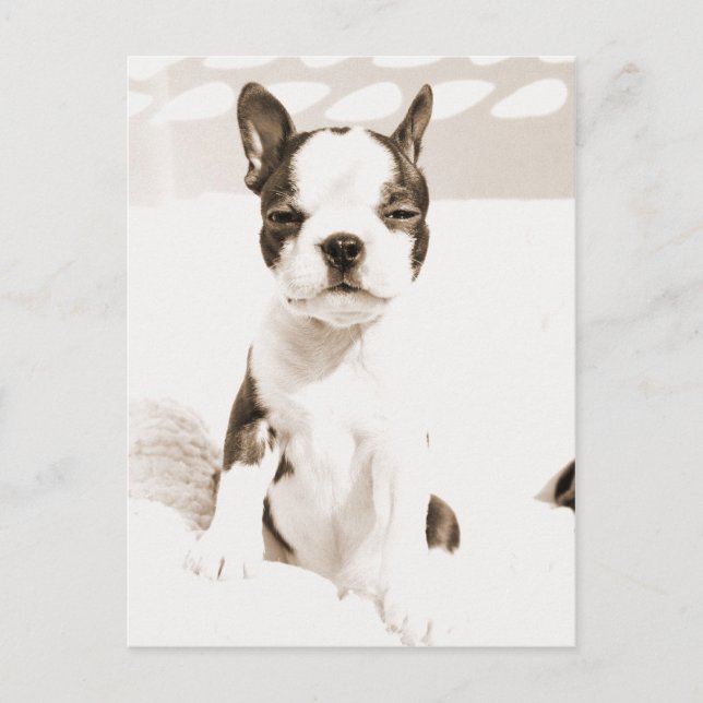 Boston Terrier Puppy 2 Postcard (Front)