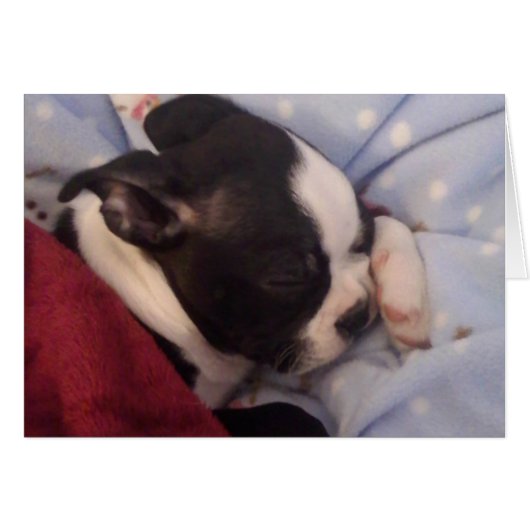 Boston Terrier puppy BLANK Cards (Front Horizontal)