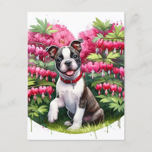 Boston Terrier Puppy Bleeding Heart Flowers Postcard