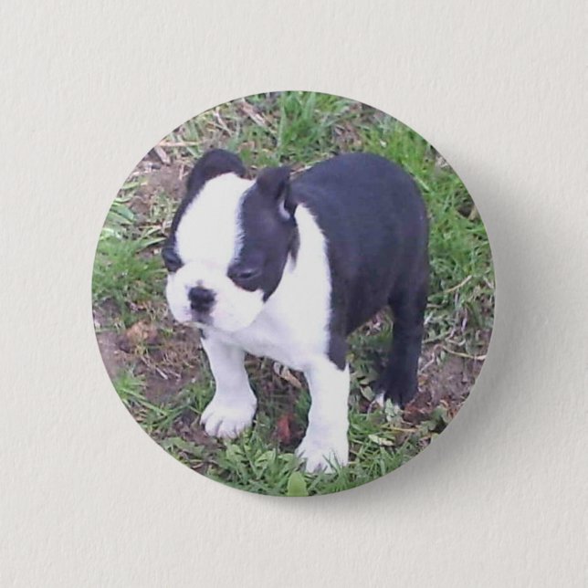 Boston Terrier Puppy Button (Front)