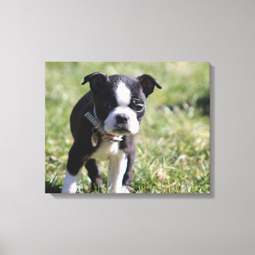 Boston Terrier Puppy Canvas Print