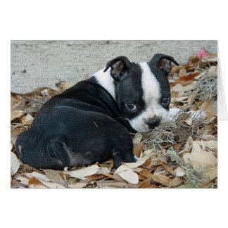 Boston Terrier Puppy Cards