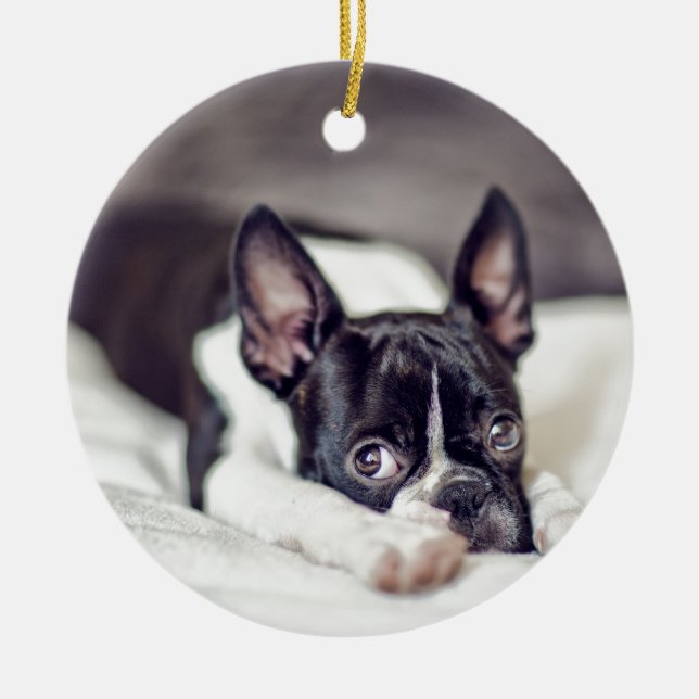 Boston Terrier Puppy Ceramic Ornament (Front)