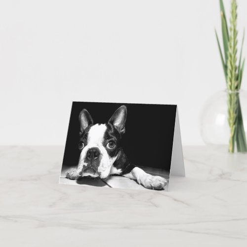 Boston Terrier Puppy Dog Blank Notecard