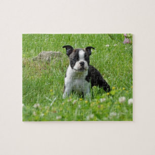 Boston Terrier Puppy in Meadow Puzzle