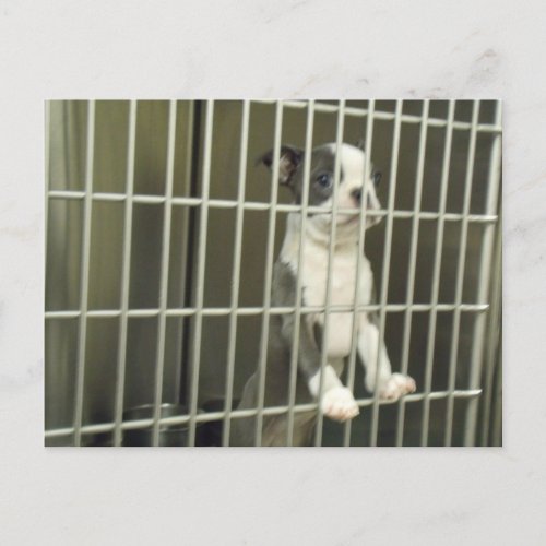 Boston Terrier Puppy in shelter Cage Postcard