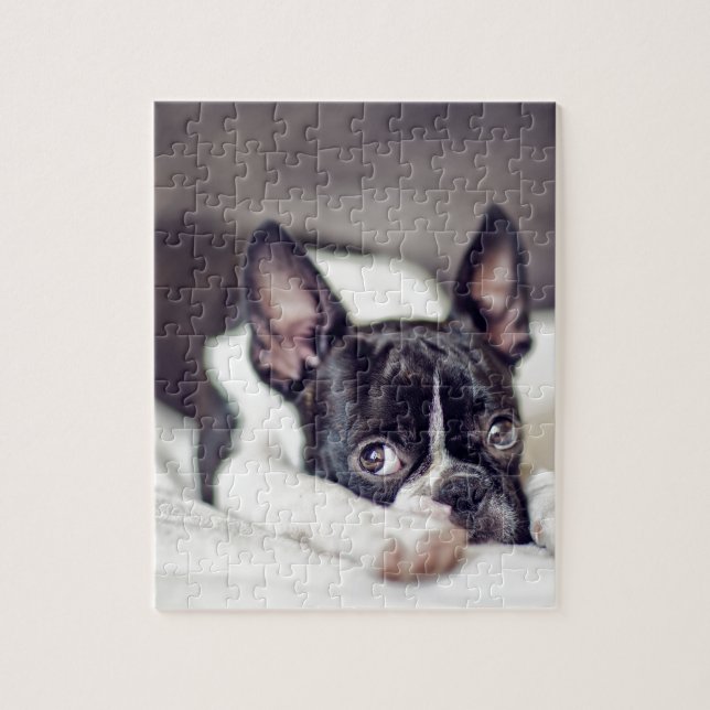 Boston Terrier Puppy Jigsaw Puzzle (Vertical)
