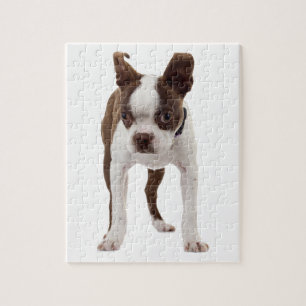 Boston Terrier Puppy Jigsaw Puzzle