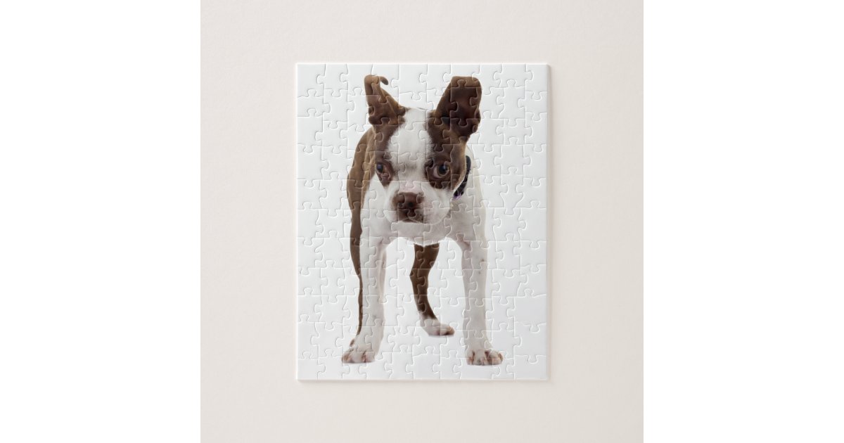 Boston Terrier Dog - Jigsaw Puzzle