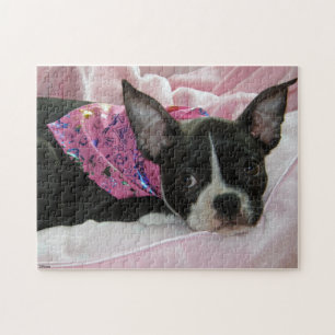 Boston Terrier Puppy Jigsaw Puzzle