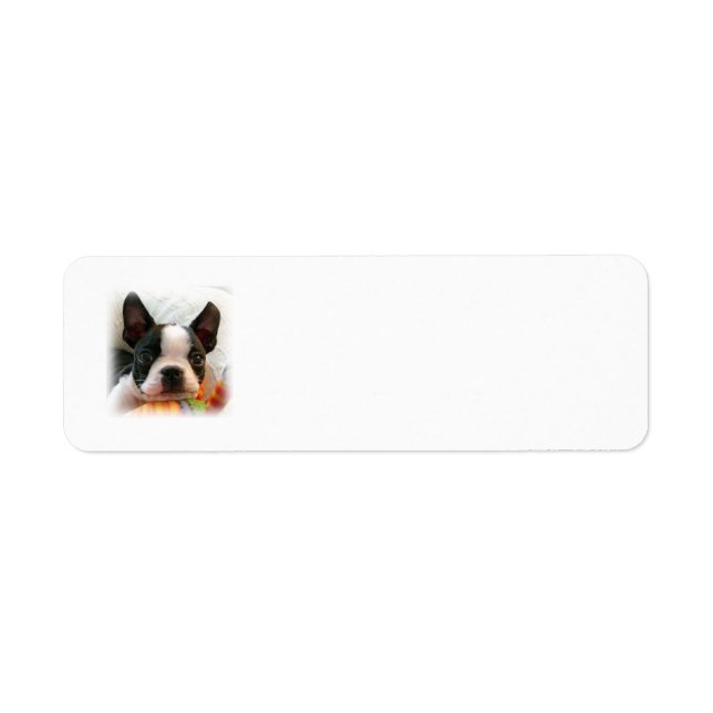 Boston Terrier Puppy Label (Front)