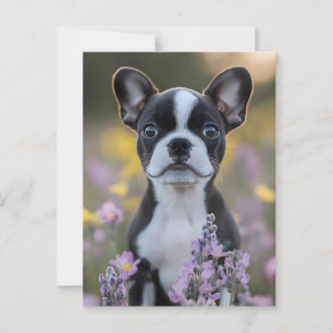 Boston Terrier Puppy Lupine Flowers Postcard