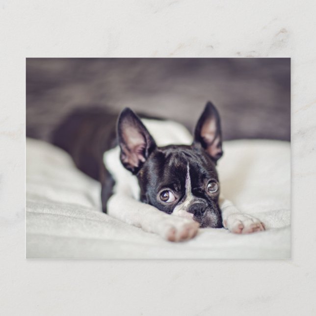 Boston Terrier Puppy Postcard (Front)