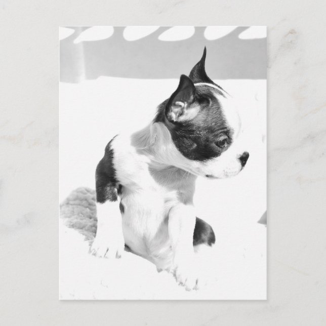 Boston Terrier Puppy Postcard (Front)