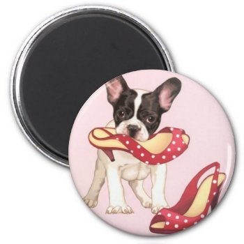 Boston Terrier Puppy With Shoes Magnet by walkandbark at Zazzle