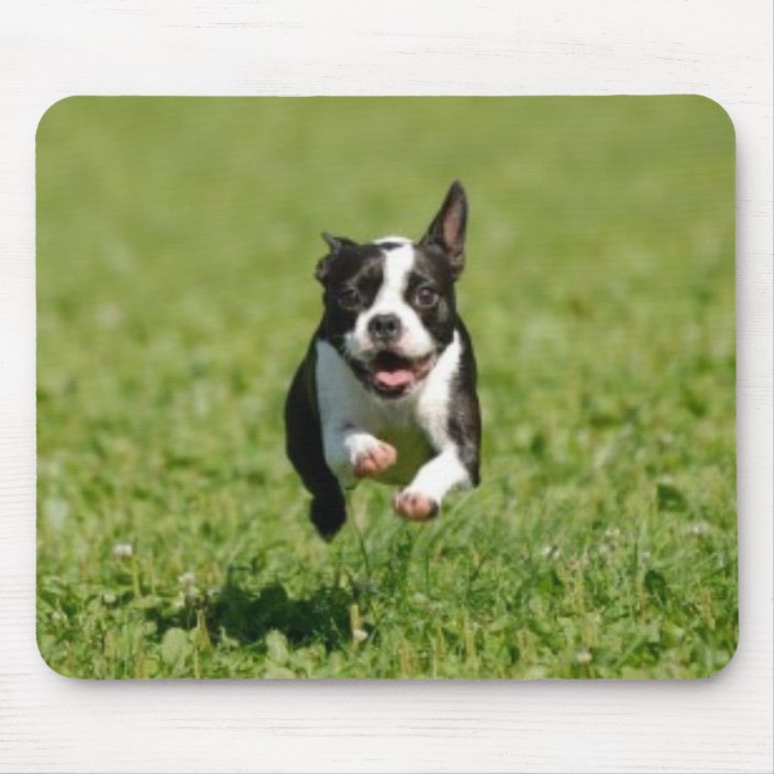 running with boston terrier