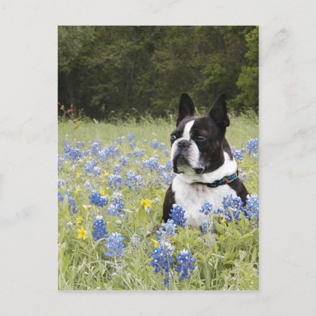Boston Terrier sitting in a field of Blue Bonnets Postcard (Front)