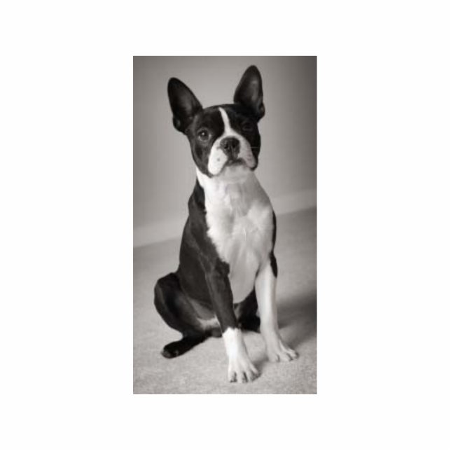 Boston Terrier Sitting Sculpture (Front)