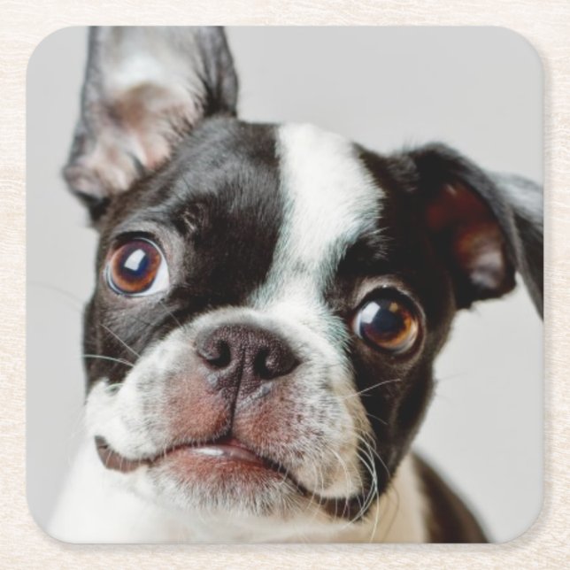 Boston Terrier Square Paper Coaster (Front)