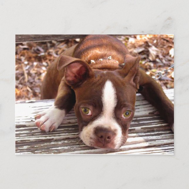 Boston Terrier Sympathy Card (Front)