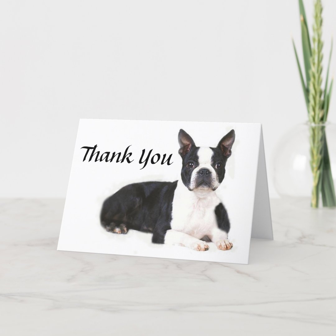 Boston Terrier Thank You Card | Zazzle