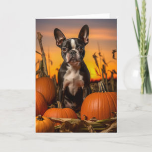 Boston Terrier Thanksgiving Holiday Card