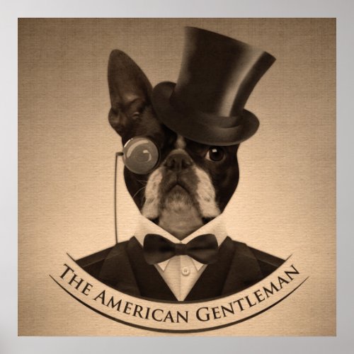 Boston Terrier  _ The American Gentleman Poster