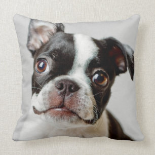 Boston Terrier Throw Pillow