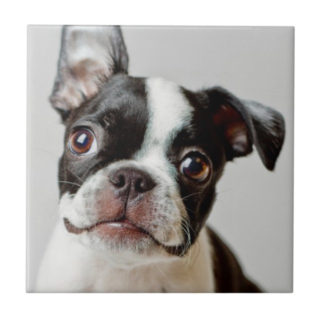 Boston Terrier Tile (Front)