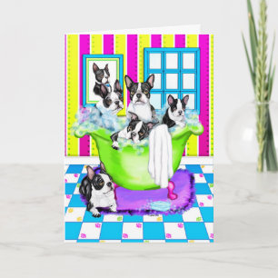 Boston Terrier Tub Full Letterpress Thank You Card