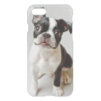 Boston Terrier